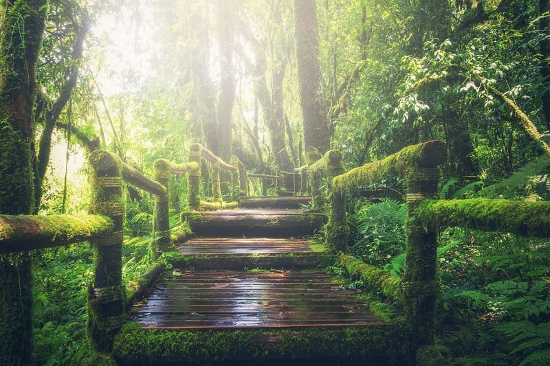 Forest Path